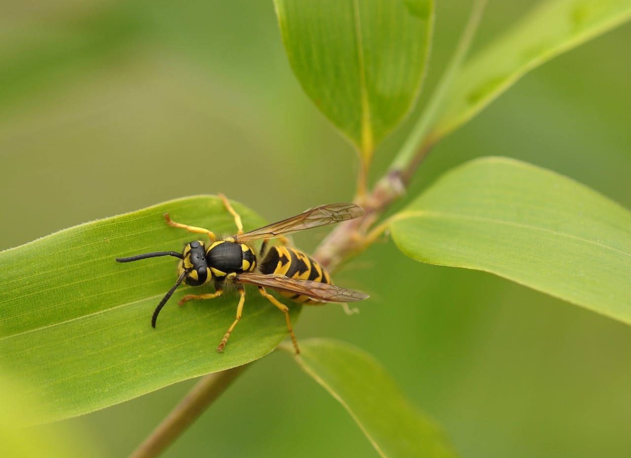 Yellowjacket Wasp on Green Leaf