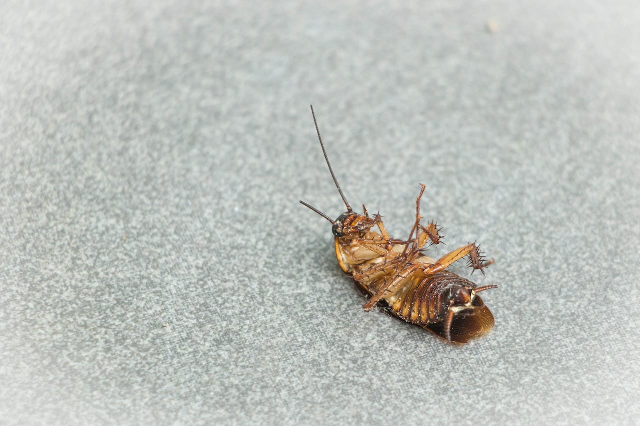 Close Up of a Cockroach