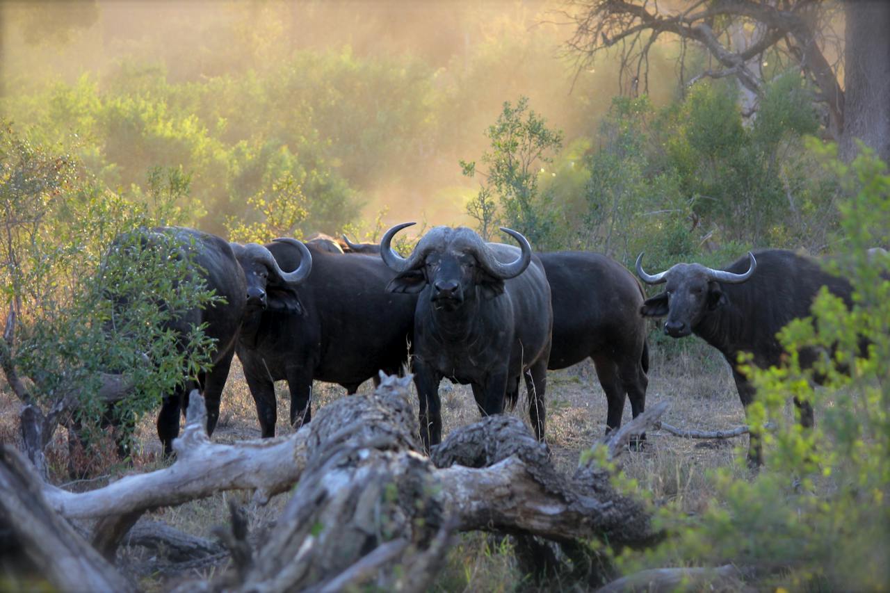 Herd of Black Water Buffaloes
