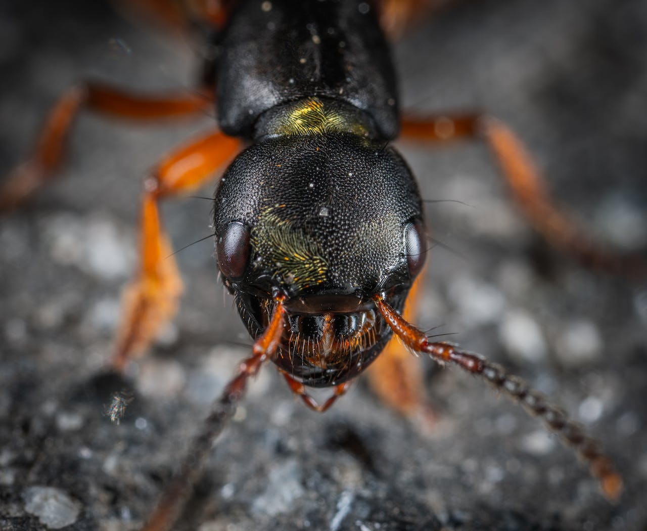 Macro Shot of Insect Head