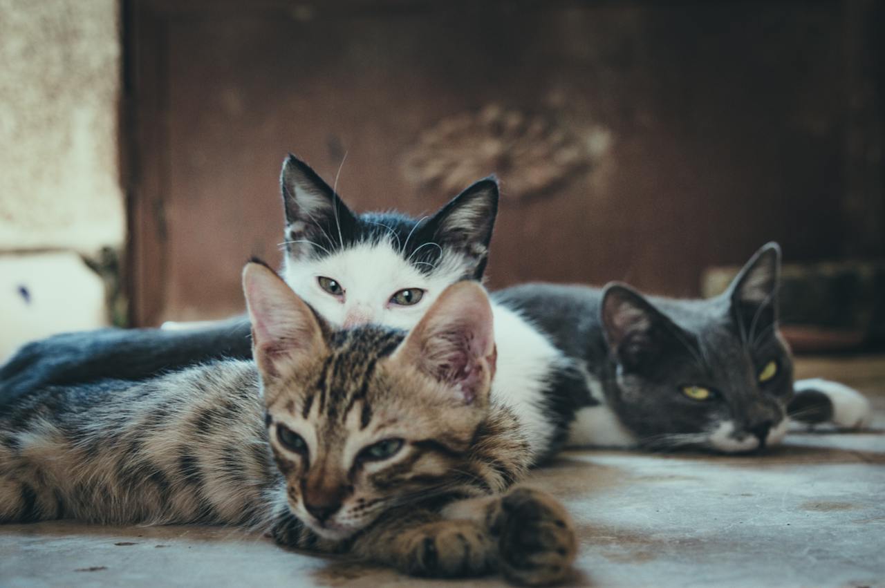 Three Short-Fur Assorted-Color Cats