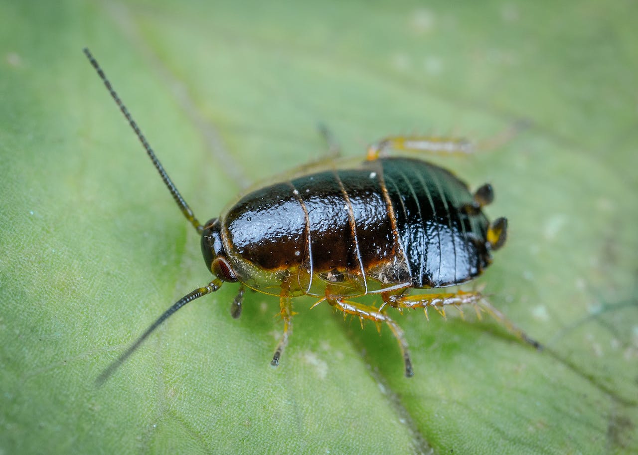A Cockroach on a Leaf