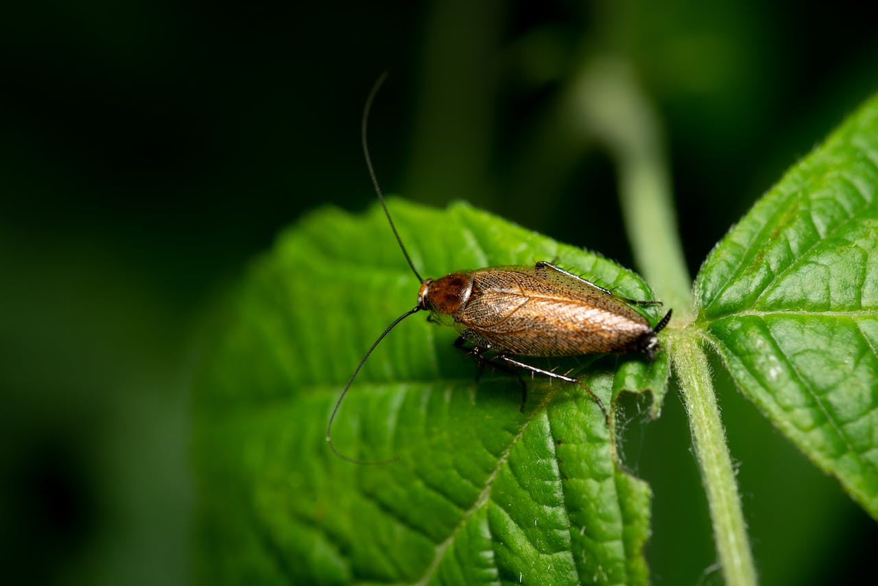Dusky Cockroach on Green Leaf