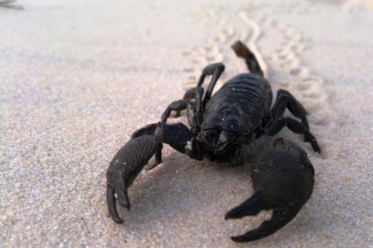 Black Scorpion on White Sand