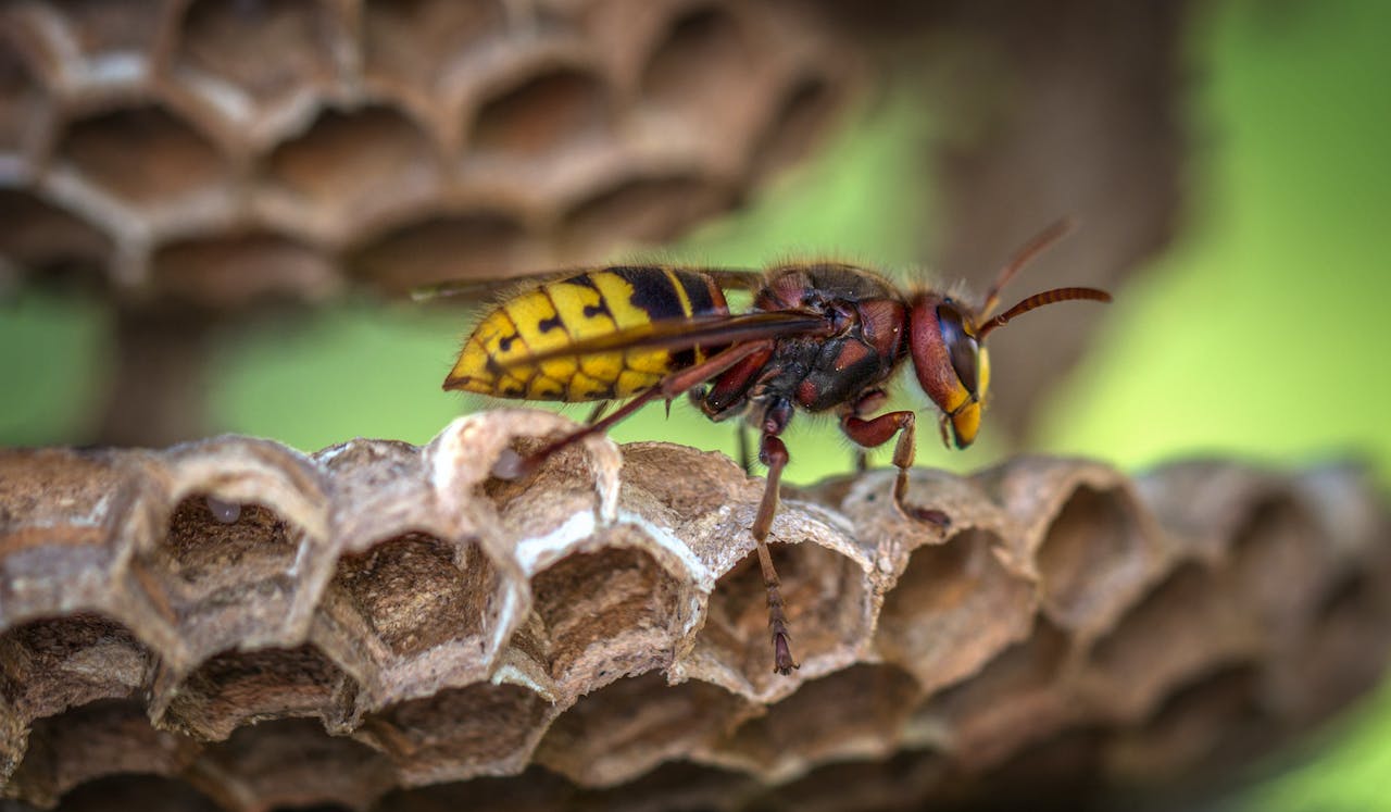 What Is The Meaning Of Dream About Wasps?